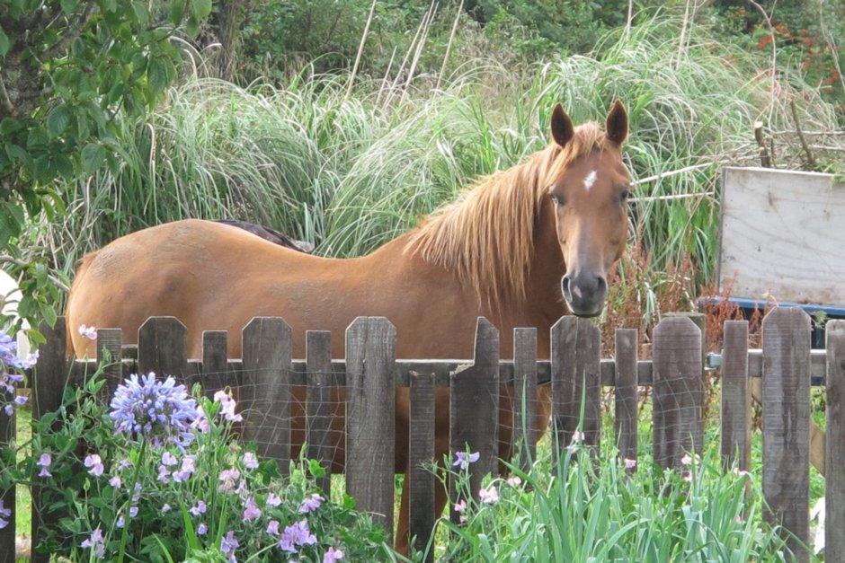 Little Paradise & Petting Farm Греймут Екстер'єр фото